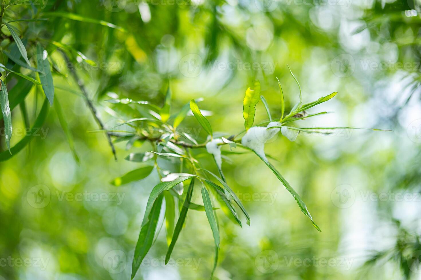 Leaves from weeping willow tree. photo