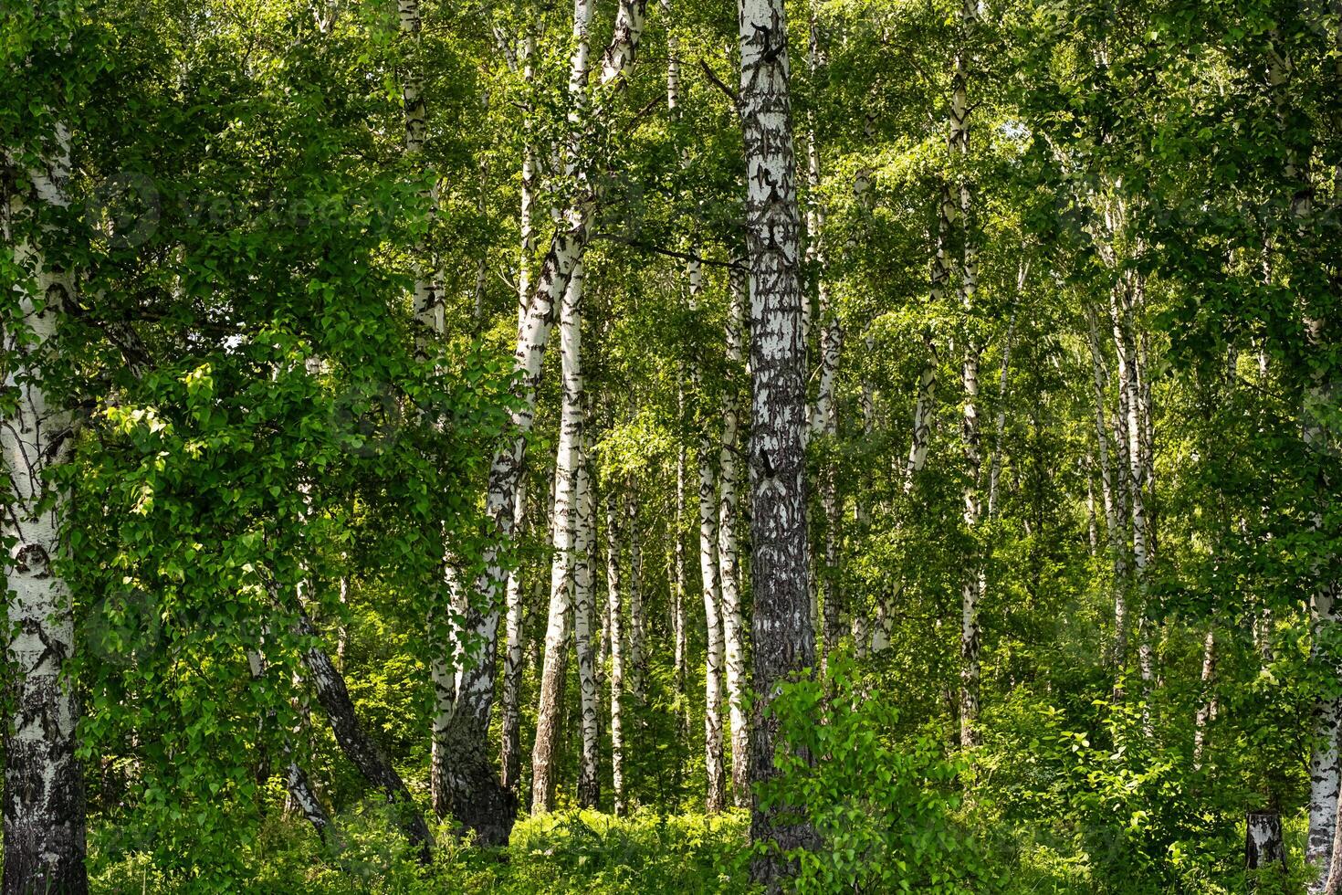 Birch trees forest scene. photo
