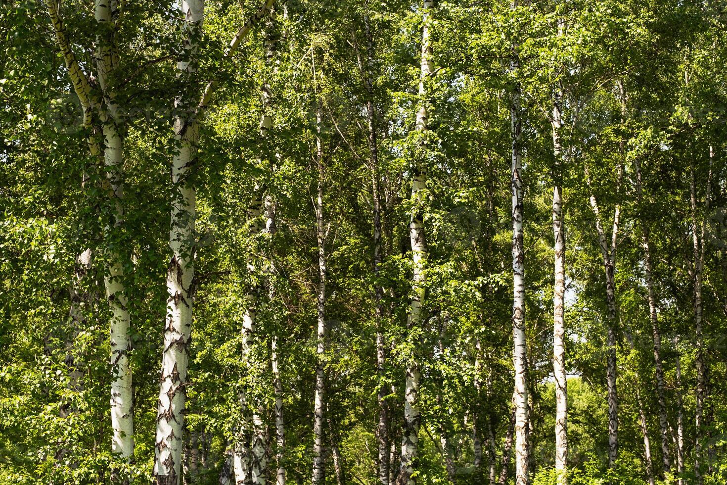 Birch trees forest scene. photo