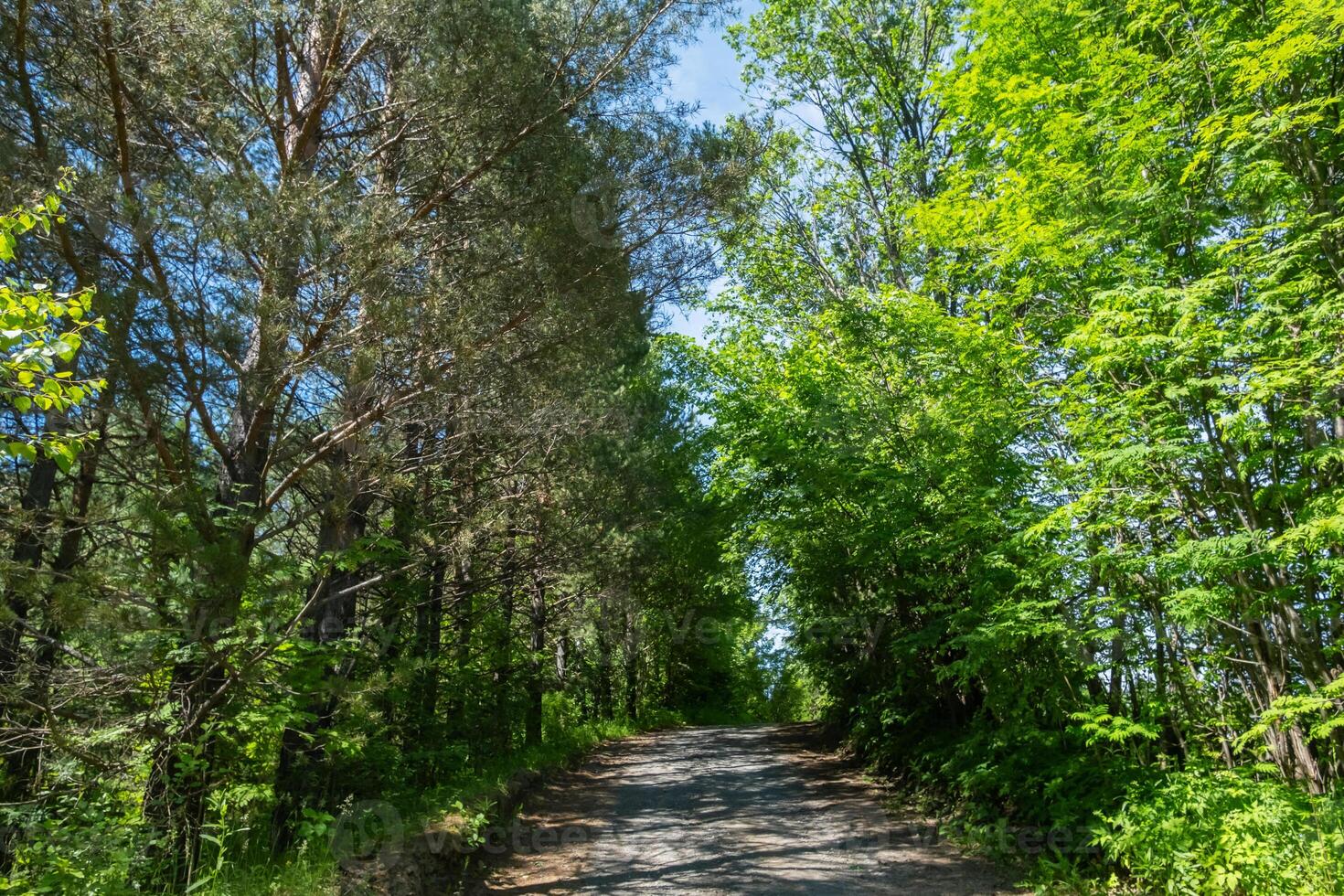 Pathway under the trees beside woodland. photo