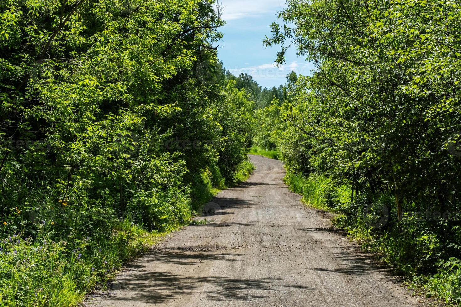 Path through the woods. photo