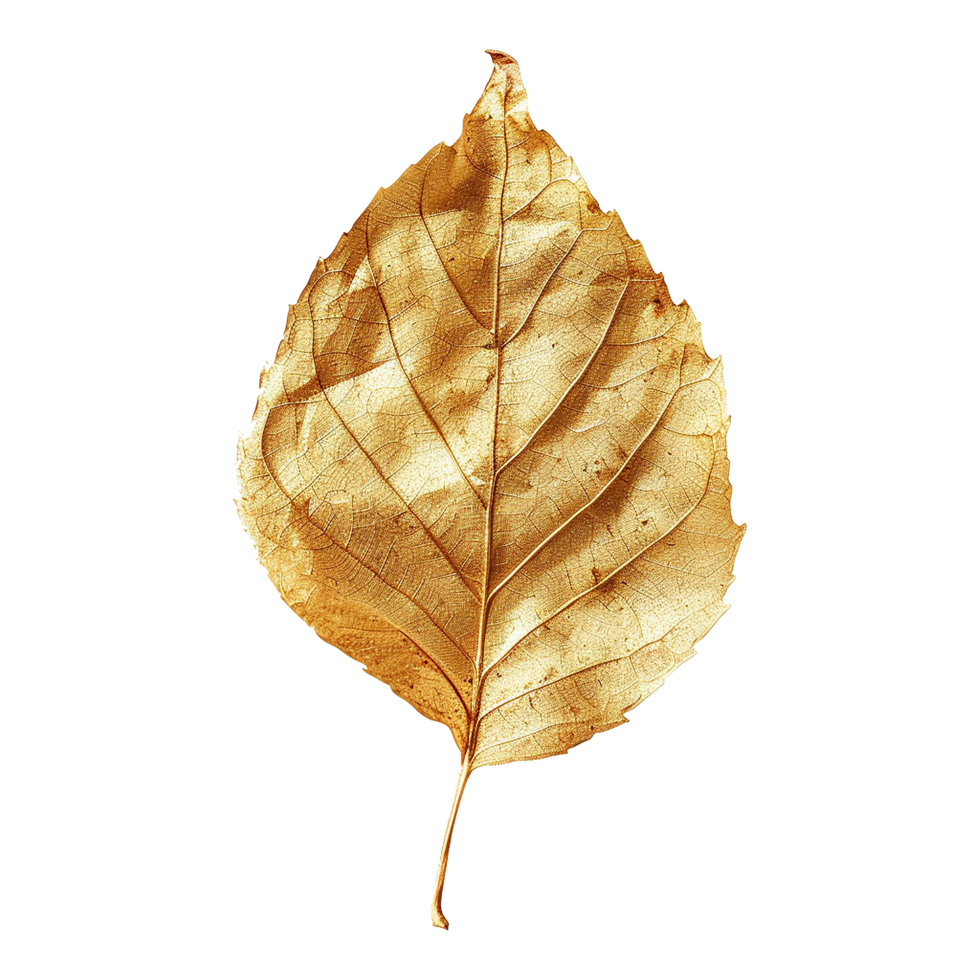 Golden leaf isolated on a transparent background png
