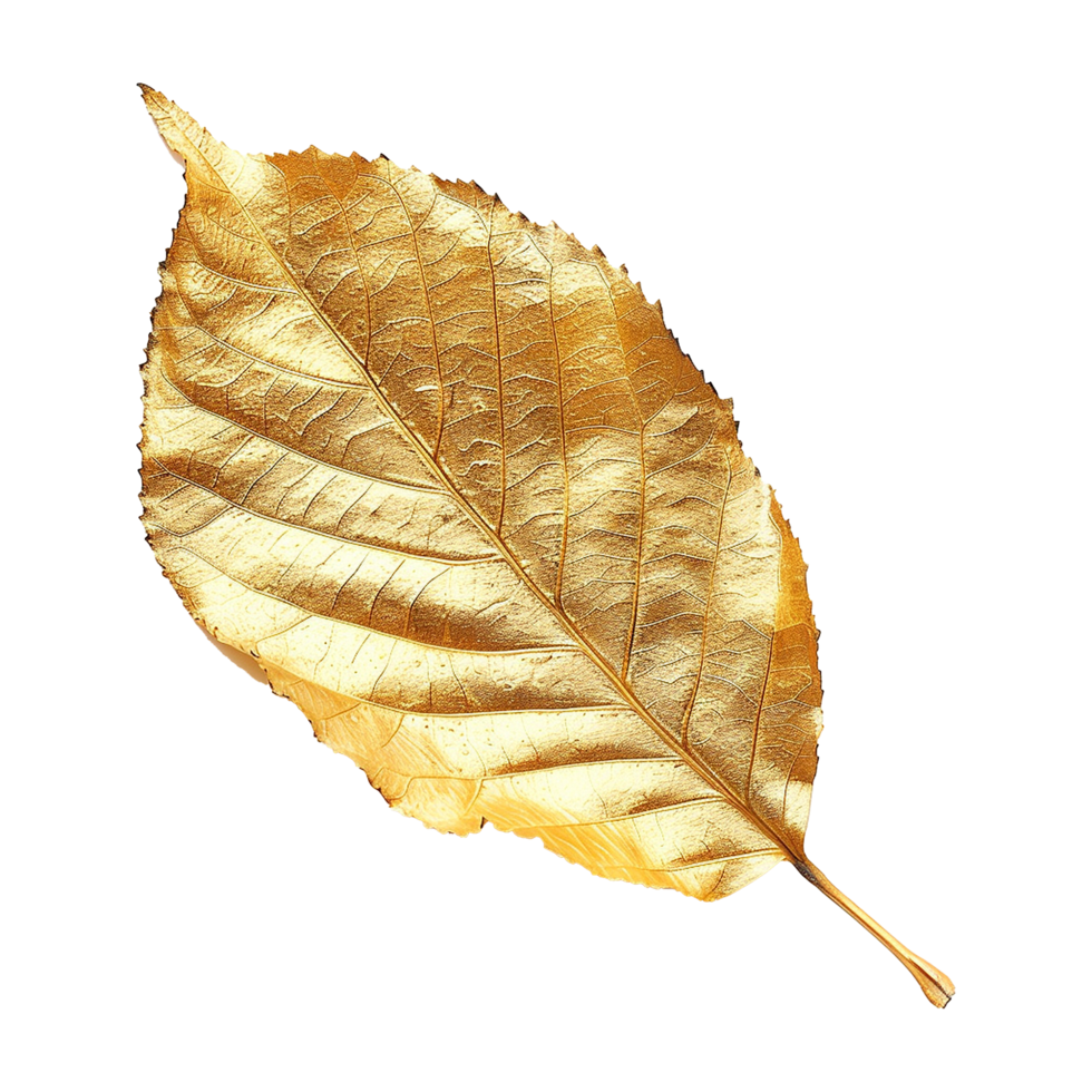 Golden leaf isolated on a transparent background png