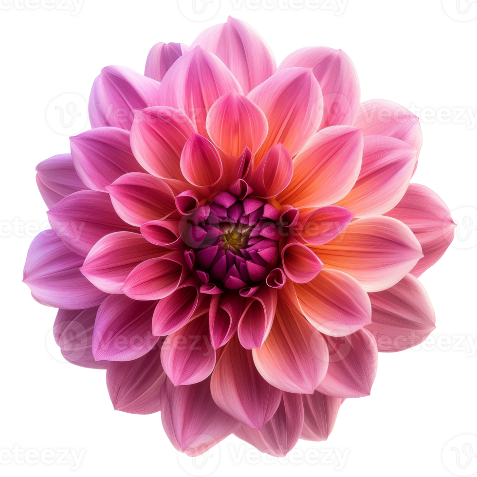 Beauty dahlia isolated on transparent background 3d rendering png