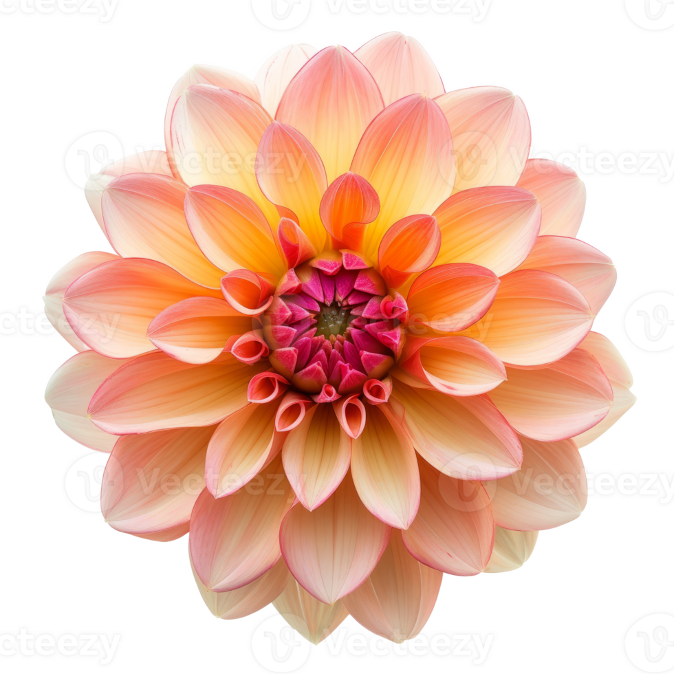 Beauty dahlia isolated on transparent background 3d rendering png