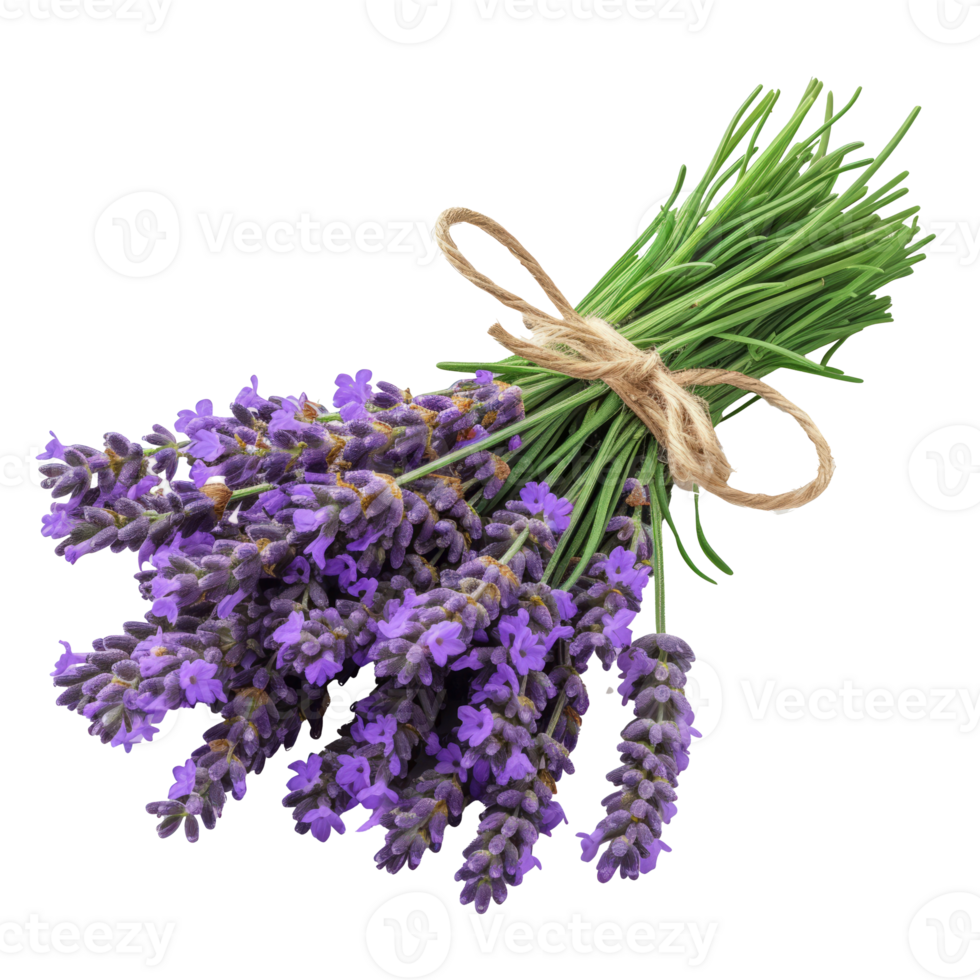 Bunch of Lavender isolated on transparent background With clipping path.3d render png