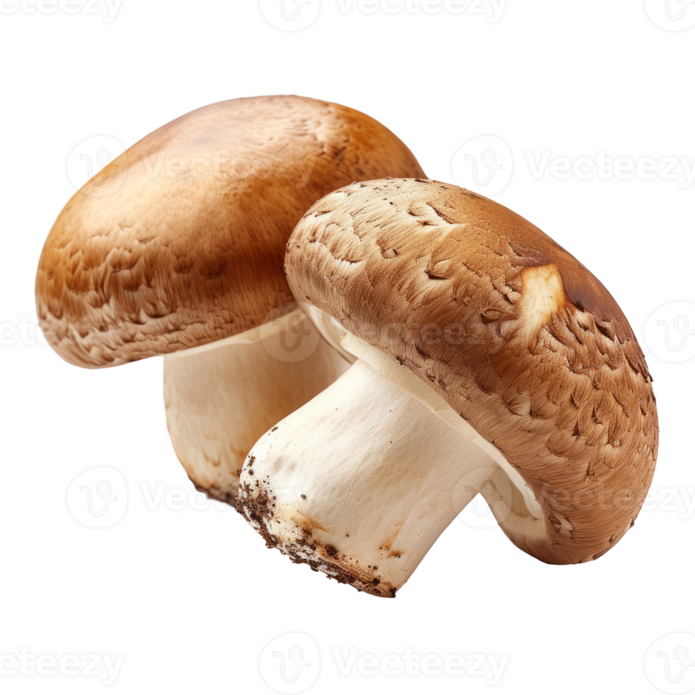 Brown cap champignons or agaricus mushrooms isolated on transparent background With clipping path. 3d render png