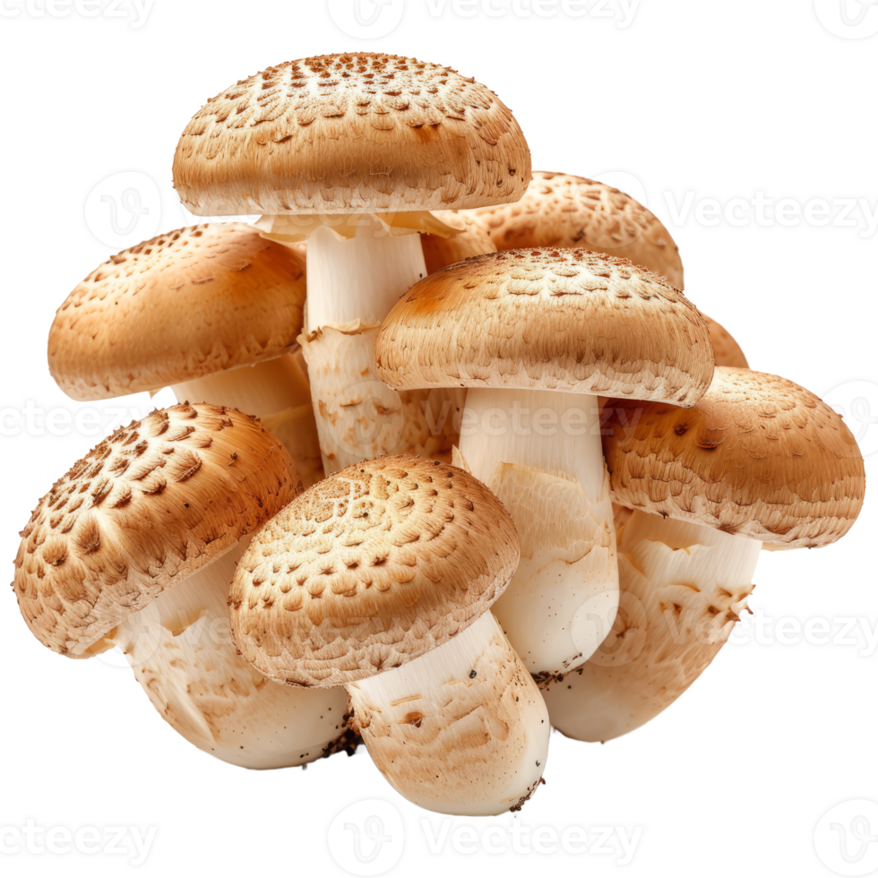 Brown cap champignons or agaricus mushrooms isolated on transparent background With clipping path. 3d render png