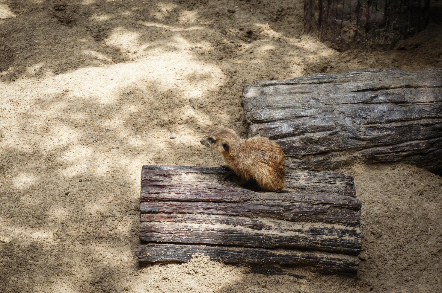 A little meerkat cub sits on a wood in sand pile photo