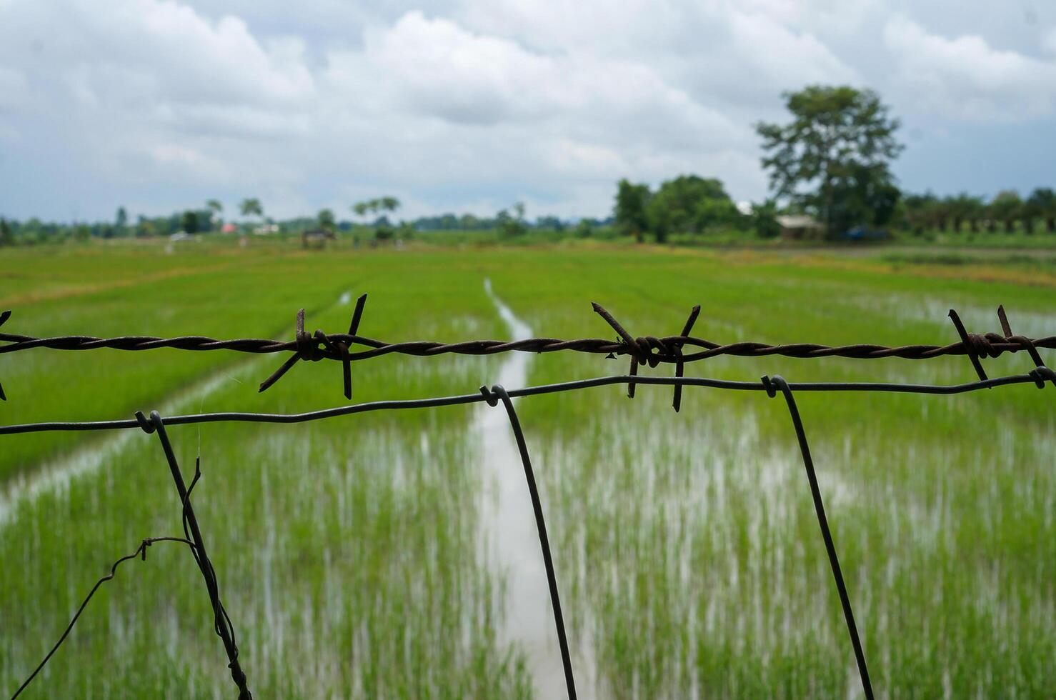 Barbed Wire Fence In Front of Lush Green Rice Paddy Field on Cloudy Day photo