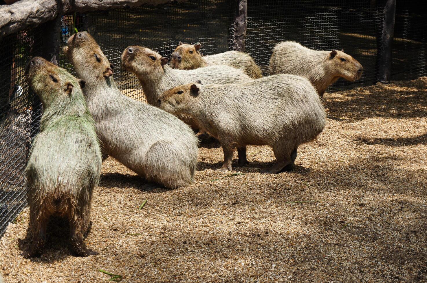 Group of Capybara in the cage photo