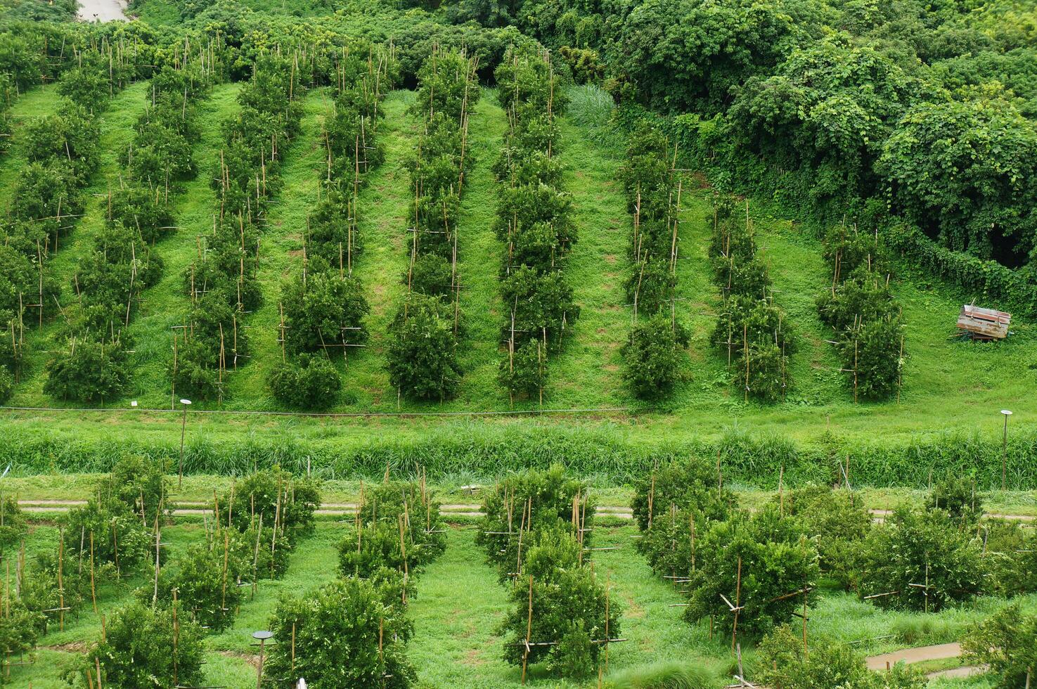 Aerial views over top of rows of orange trees in plantation in sunset photo