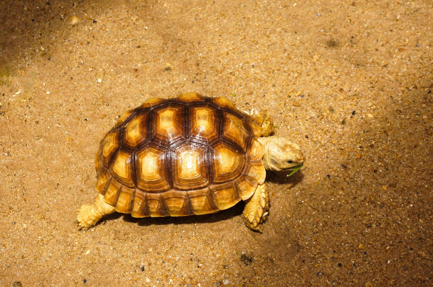 A turtle walking on the sand photo