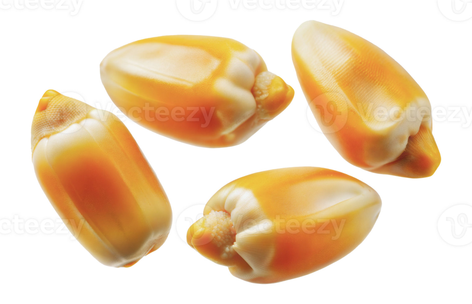 Four yellow corn kernels, cut out - stock png. png