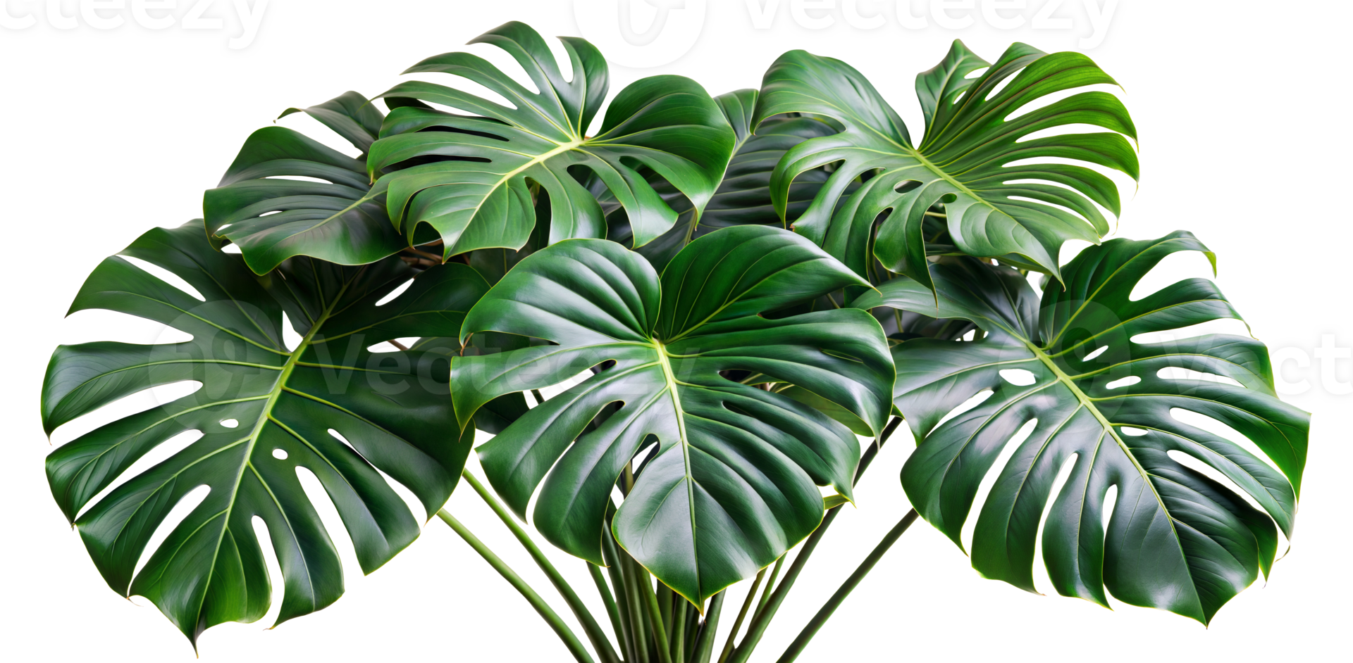 Close-up view of lush green monstera leaves png
