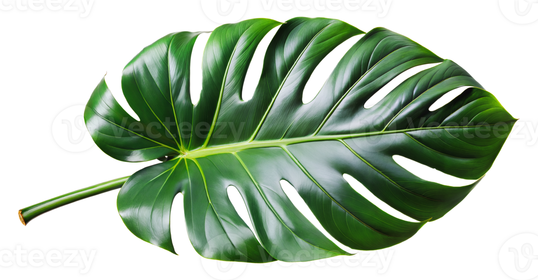 Single split-leaf philodendron leaf png