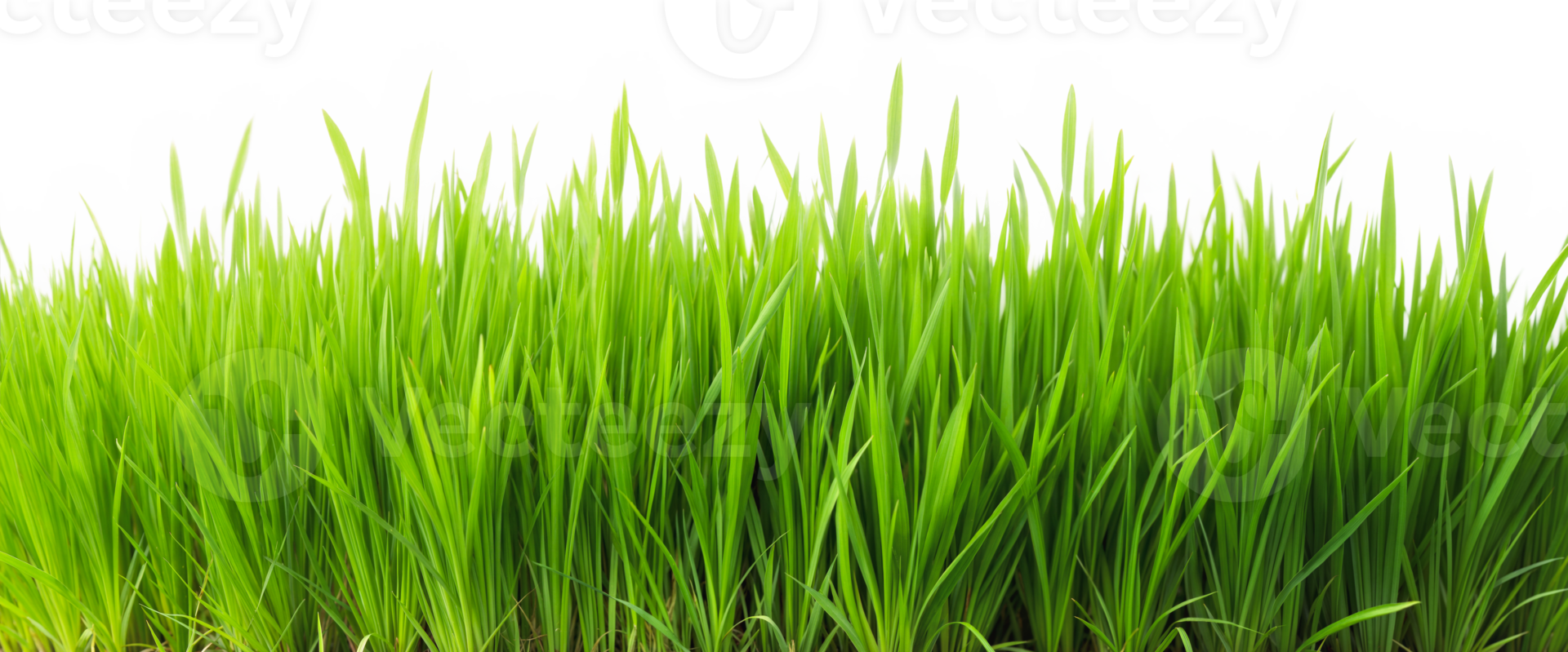 Lush green grass landscape png