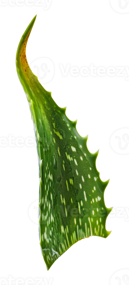 Close-up view of a single aloe vera leaf png