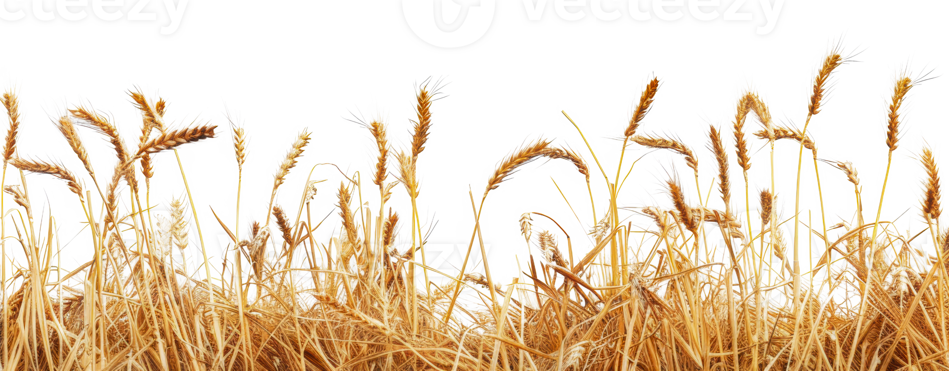 Golden wheat stalks in a field border against, cut out - stock png. png