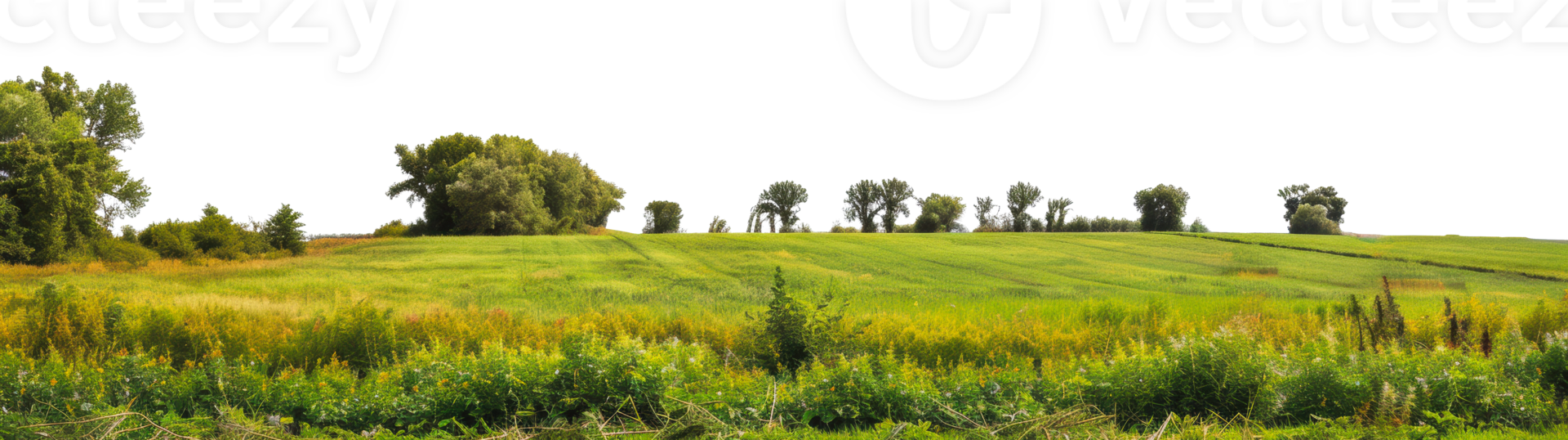 Green grass field with trees on a sunny summer day, cut out - stock png. png