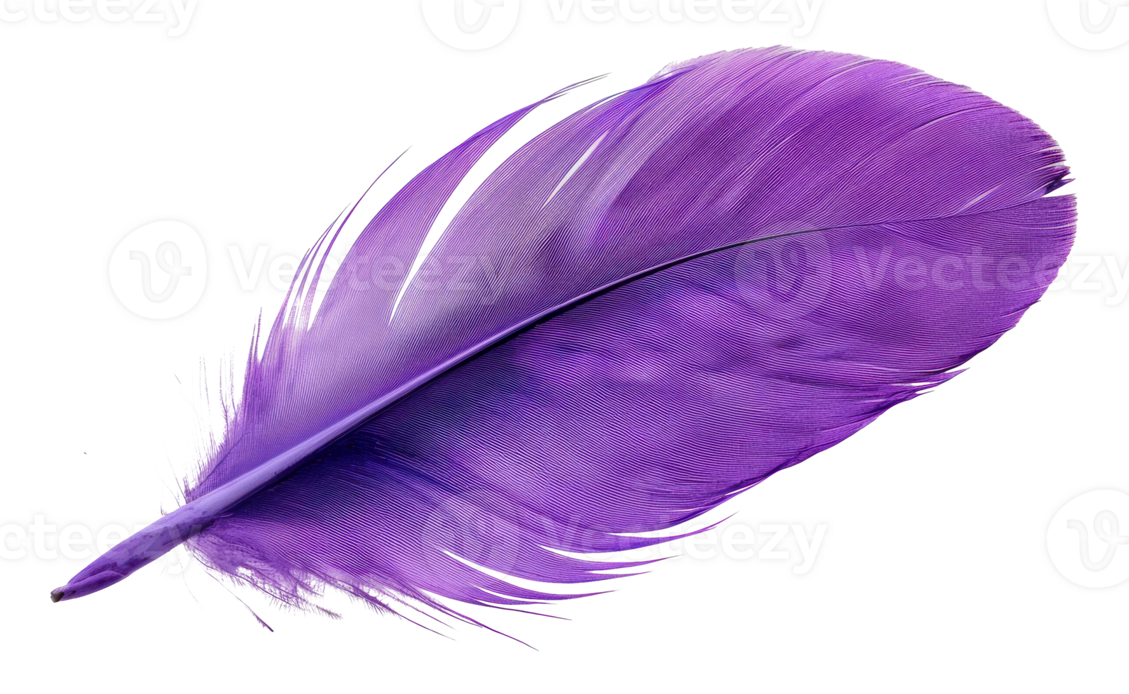 Single purple bird feather, cut out - stock png. png