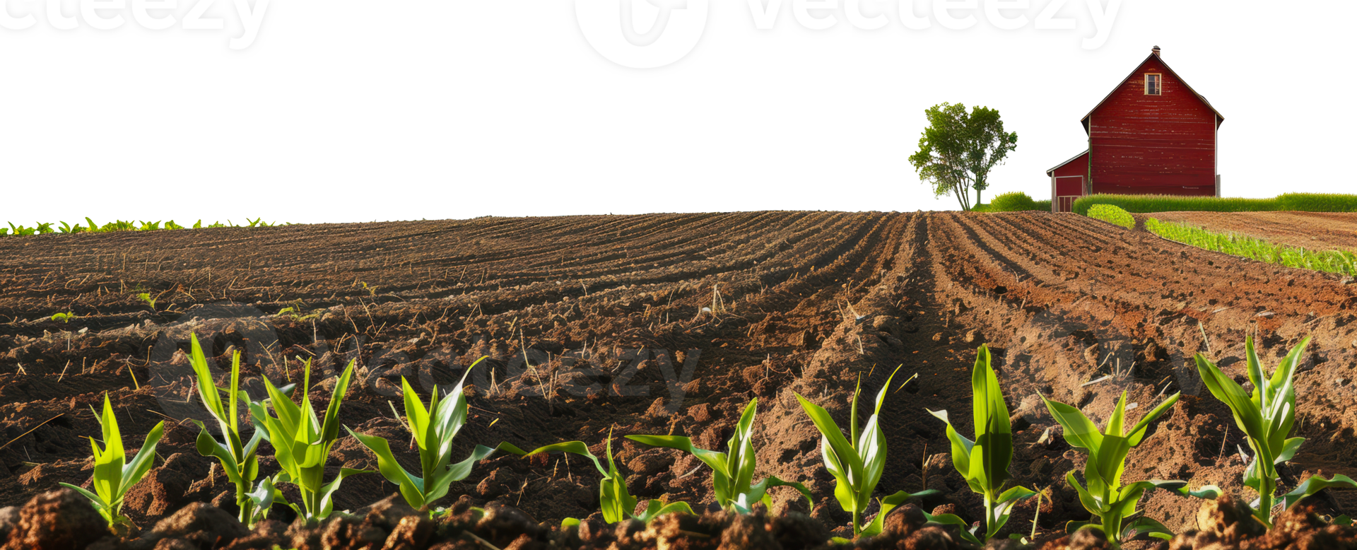 Young corn plants growing in a field with a red barn in the distance, cut out - stock png. png
