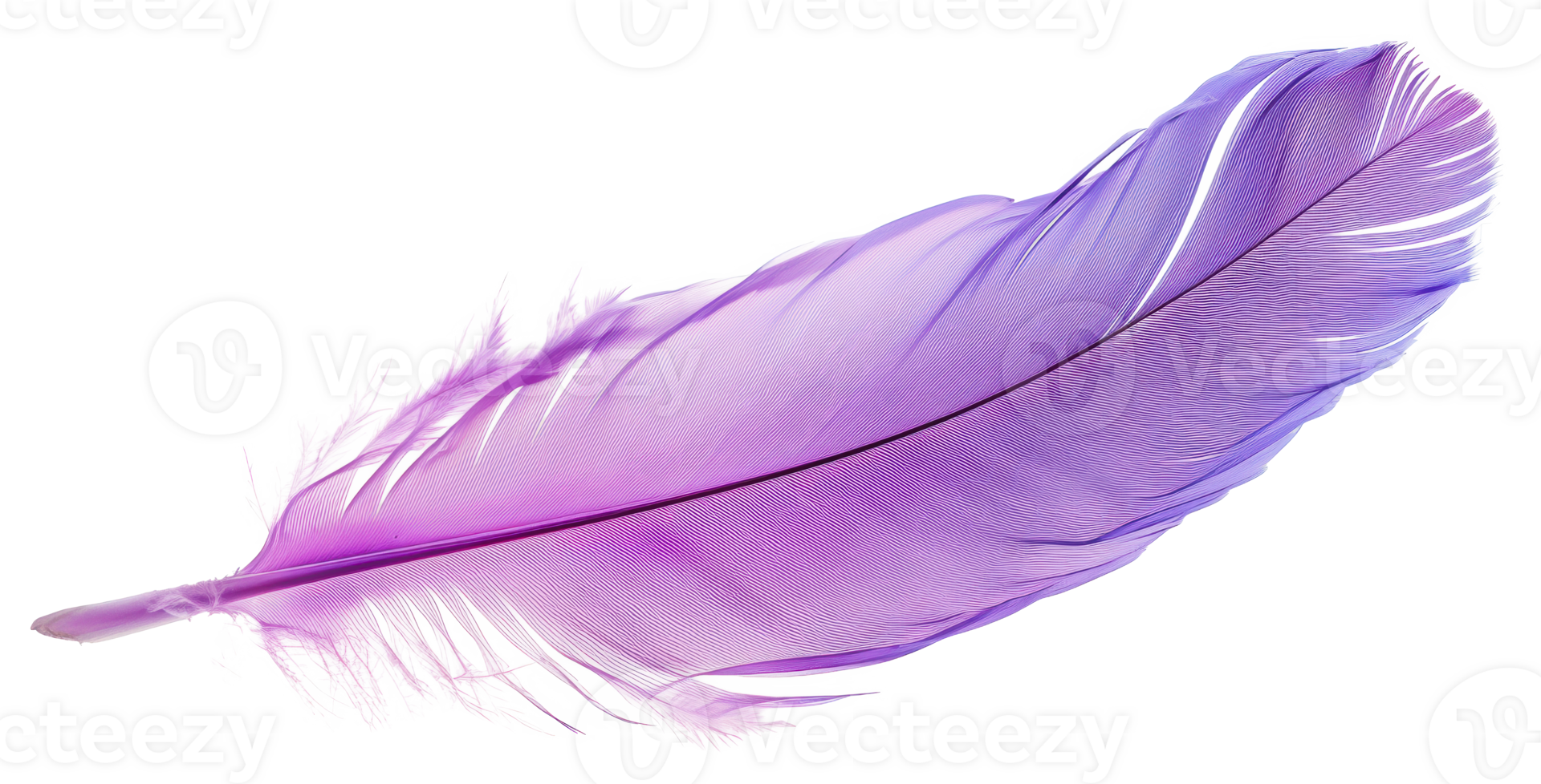 Purple bird feather, cut out - stock png. png