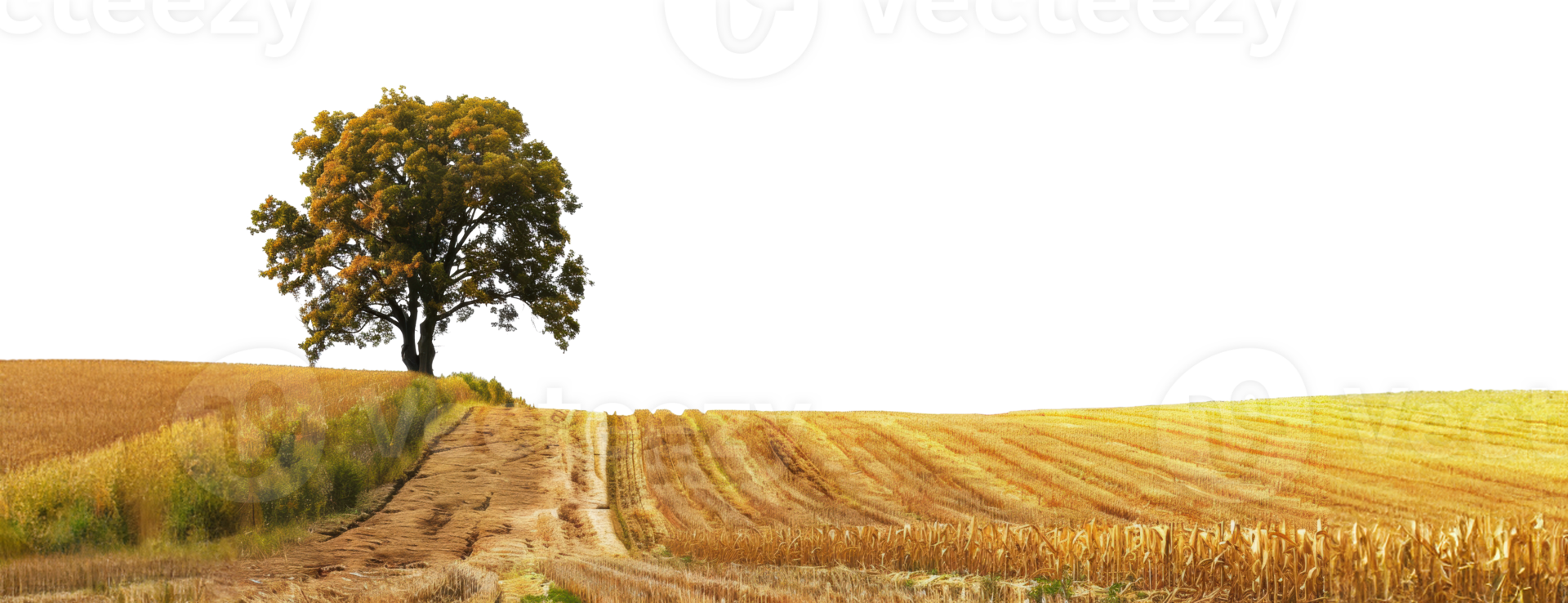 Lone tree in a harvested cornfield on a sunny day, cut out - stock png. png