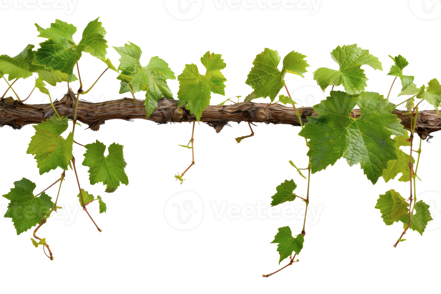 Grapevine branch with green leaves, cut out - stock png. png