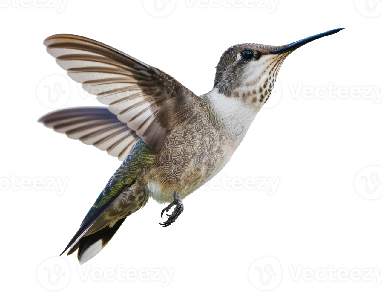 A ruby-throated hummingbird in flight, cut out - stock png. png