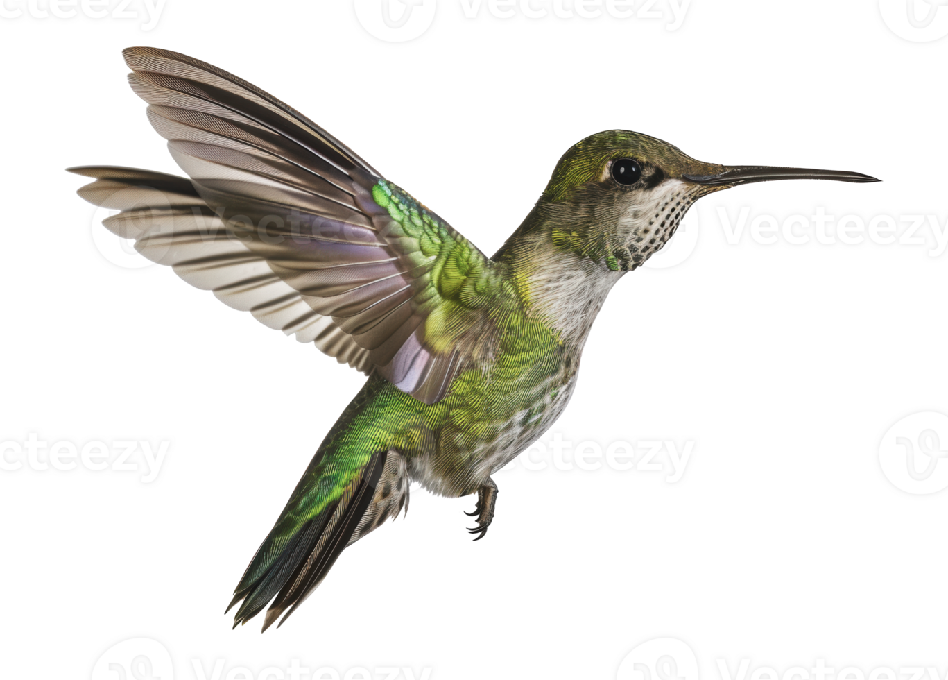 Green hummingbird in flight, cut out - stock png. png