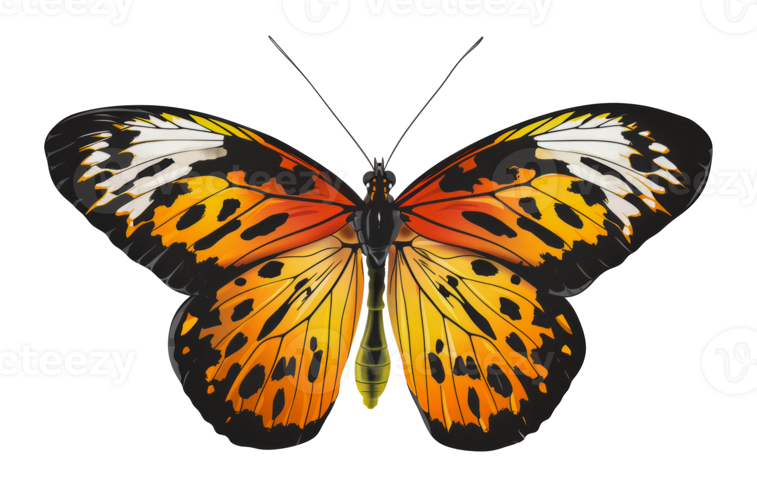 Orange and black butterfly with white markings on wings, cut out - stock png. png