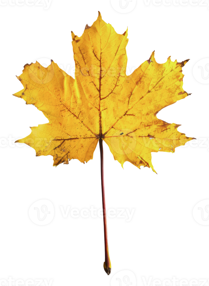 Single yellow maple leaf, cut out - stock png. png