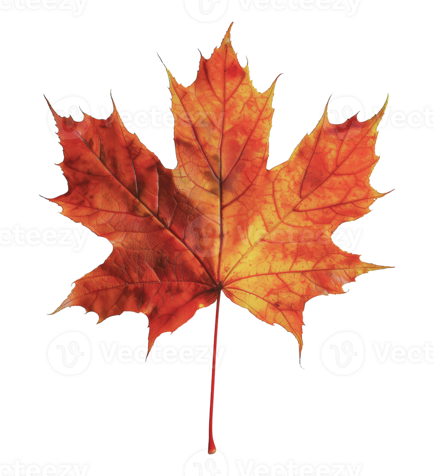 Single red and yellow maple leaf, cut out - stock png. png