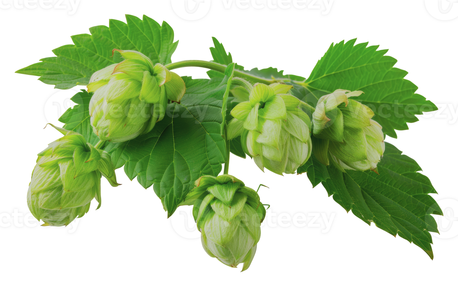 Fresh green hop cones with leaves, cut out - stock png. png