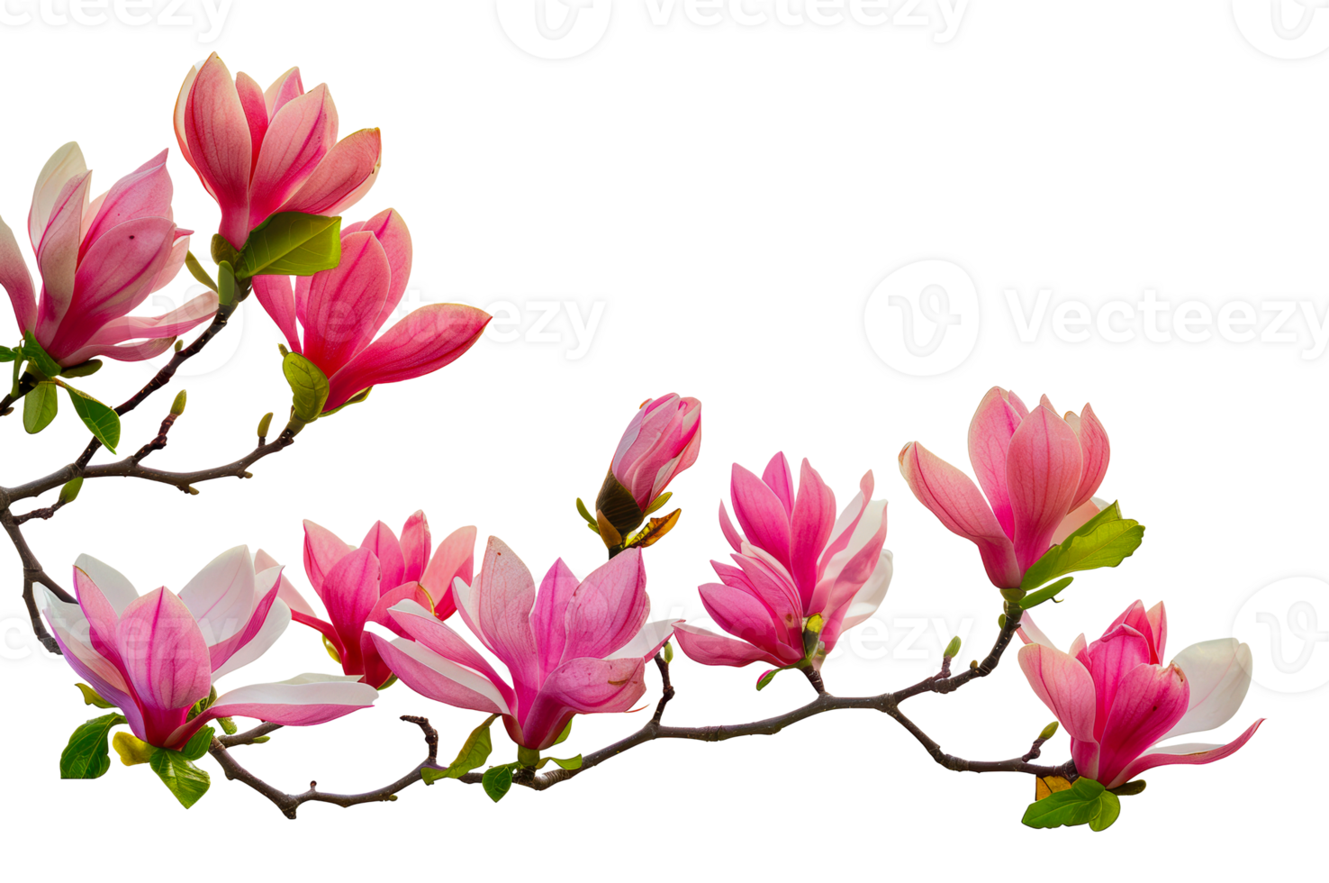 Pink magnolia blossoms on a branch in spring, cut out - stock png. png
