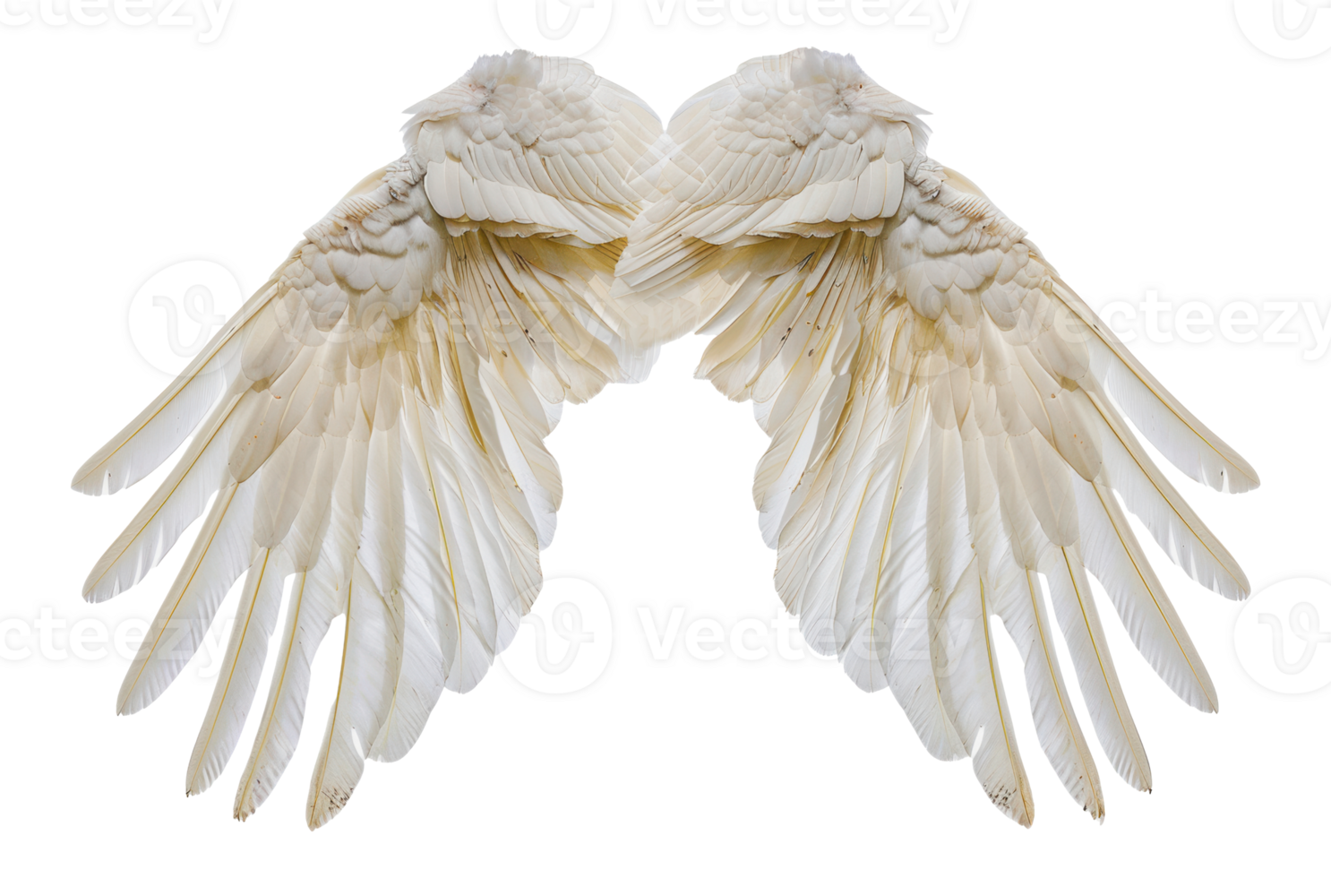 White bird wings spread, cut out - stock png. png