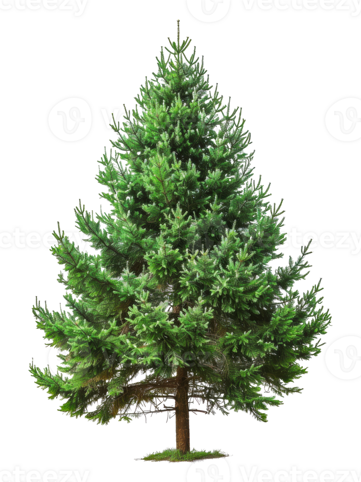 A green fir tree, cut out - stock png. png