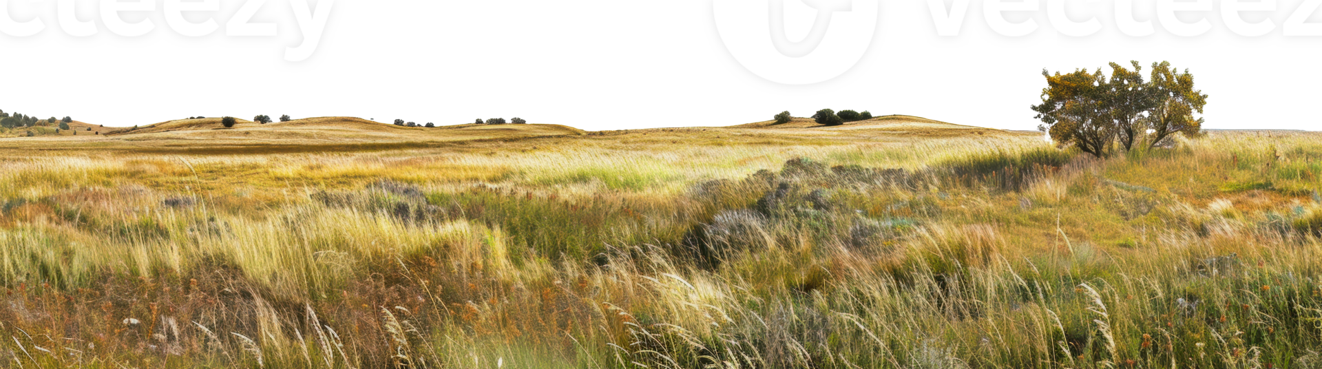 Golden grass field with solitary tree under a white sky, cut out - stock png. png