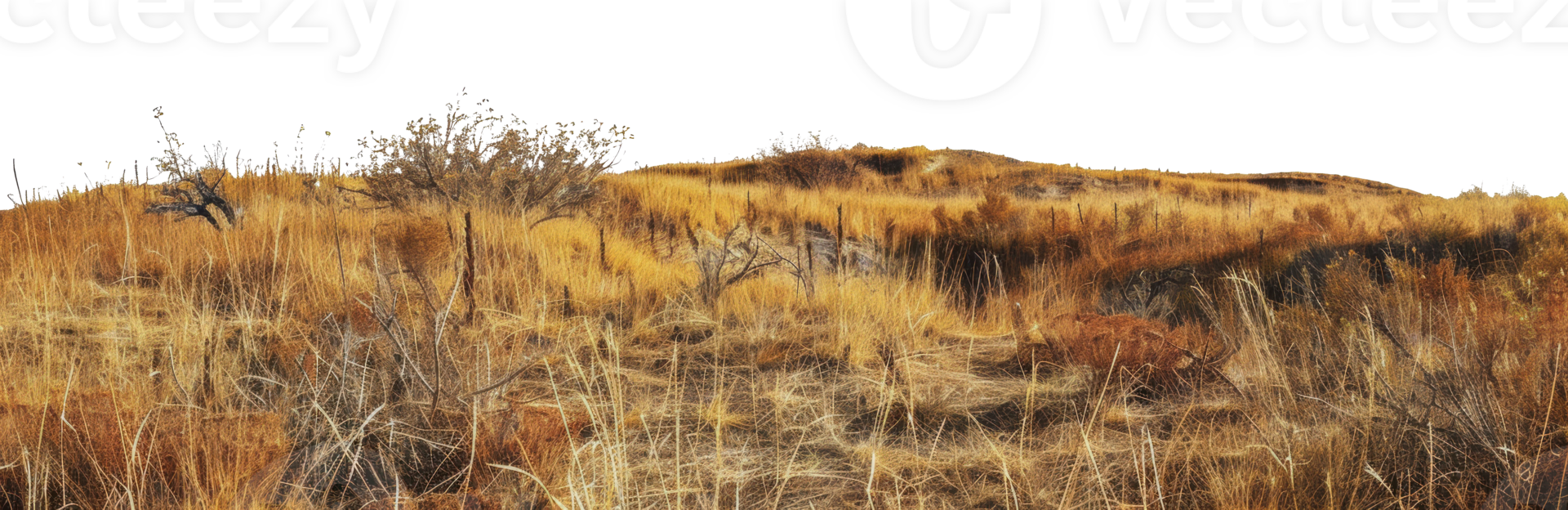 Dry grassland landscape with scattered trees and shrubs on a hillside, cut out - stock png. png