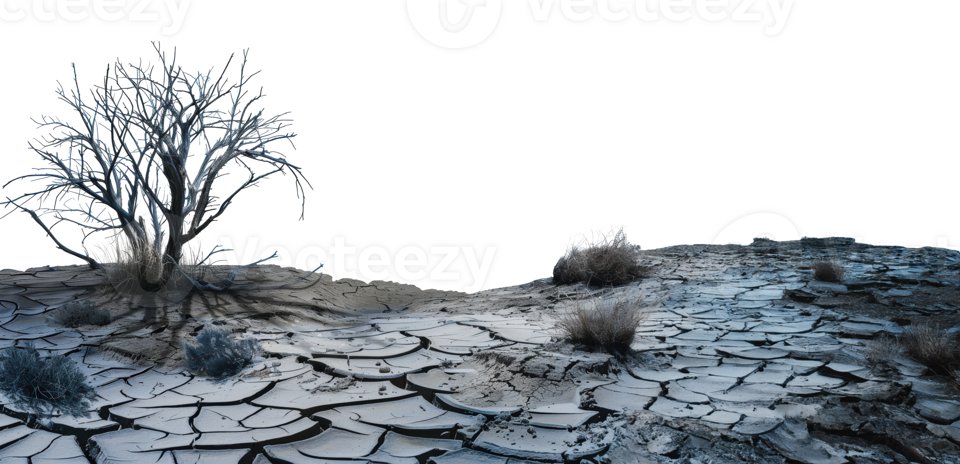 Dead tree on cracked earth in a barren landscape, cut out - stock png. png
