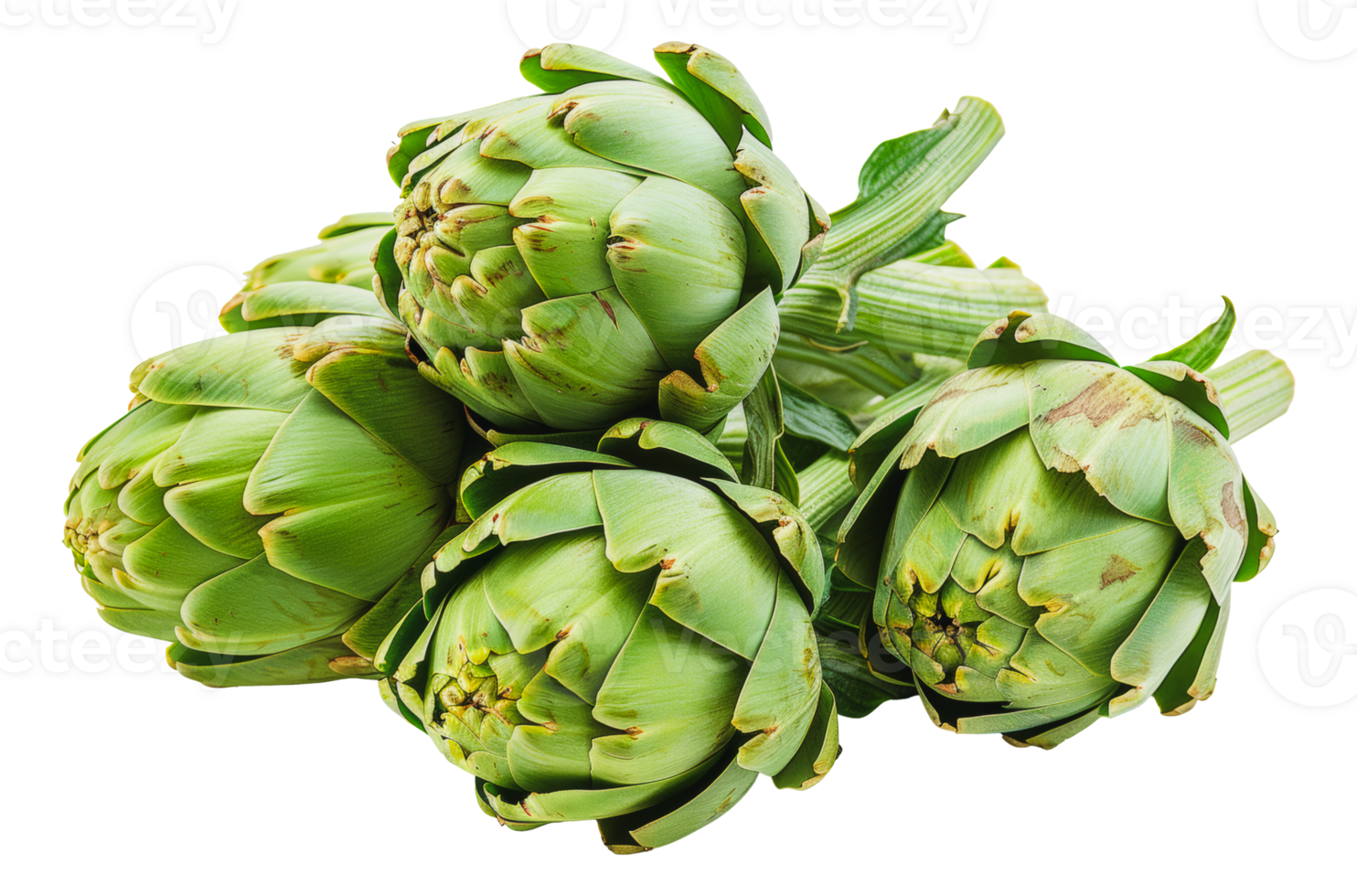 Closeup of fresh, green artichokes, cut out - stock png. png