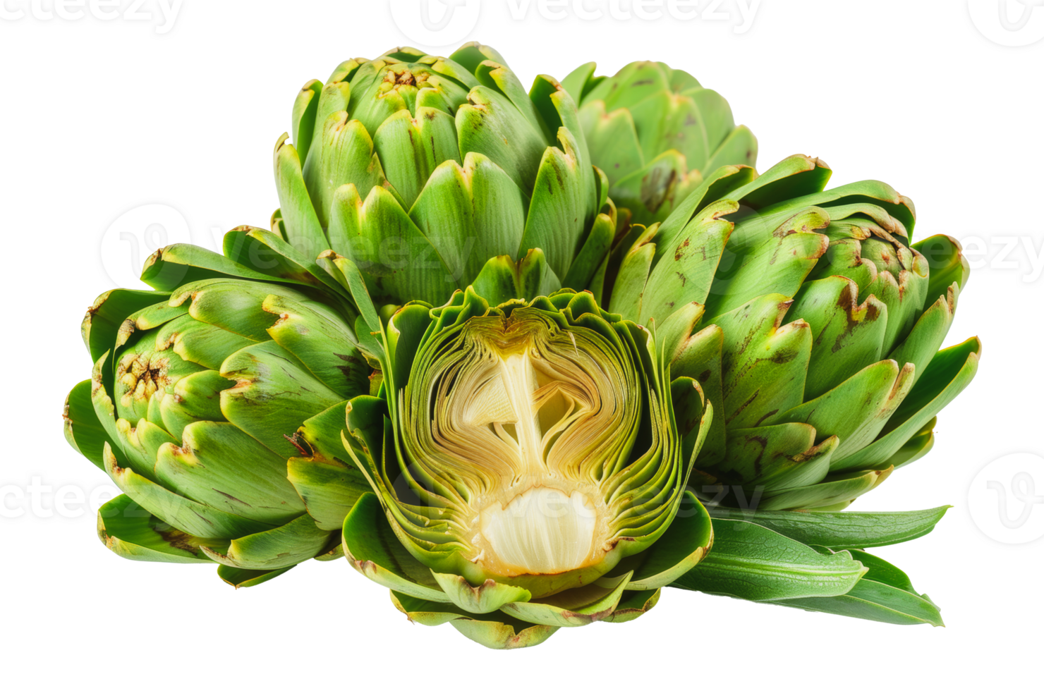 Steamed artichokes with one cut open, cut out - stock png. png