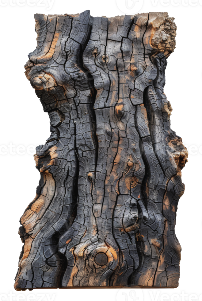 Close-up of a charred tree trunk, cut out - stock png. png