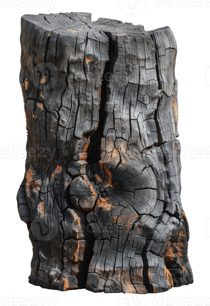 Charred tree trunk, cut out - stock png. png