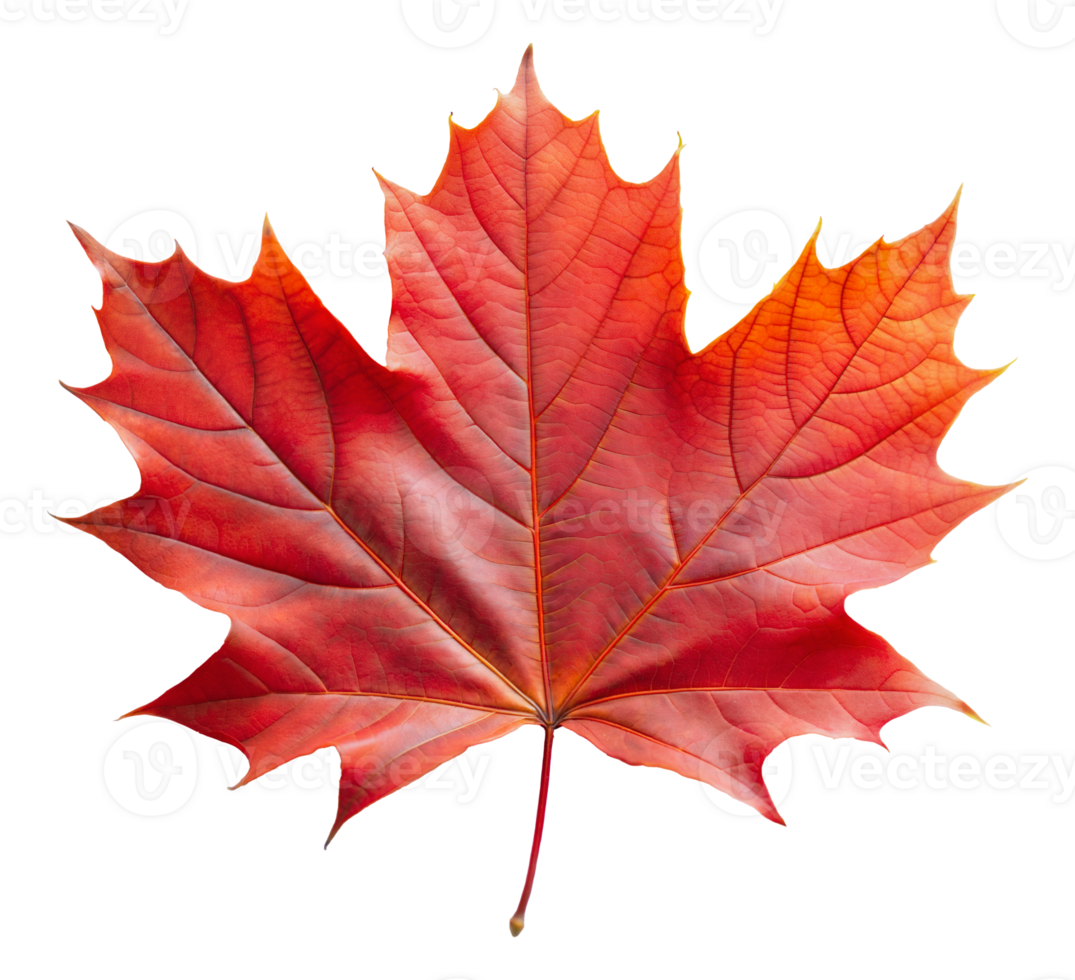 Single red maple leaf, cut out - stock png. png