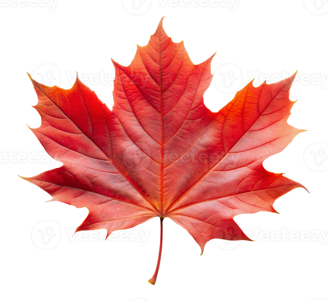 Vibrant red maple leaf, cut out - stock png. png
