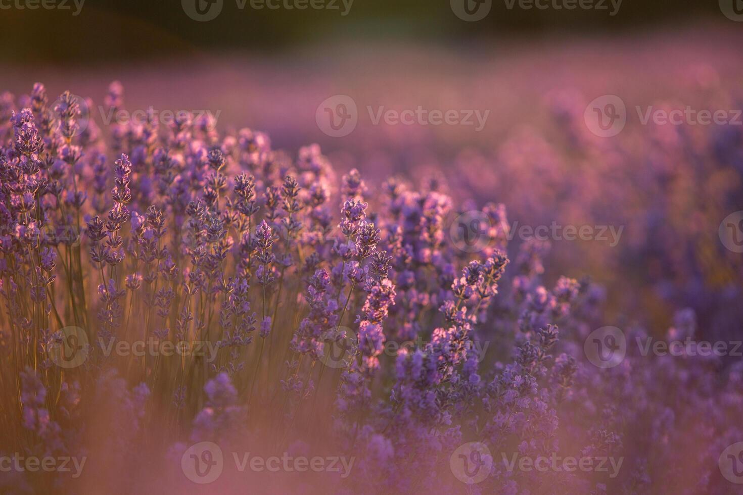 Flowers in the lavender fields in the Provence mountains. Panoramic landscape with blooming lavender. Violet background. photo