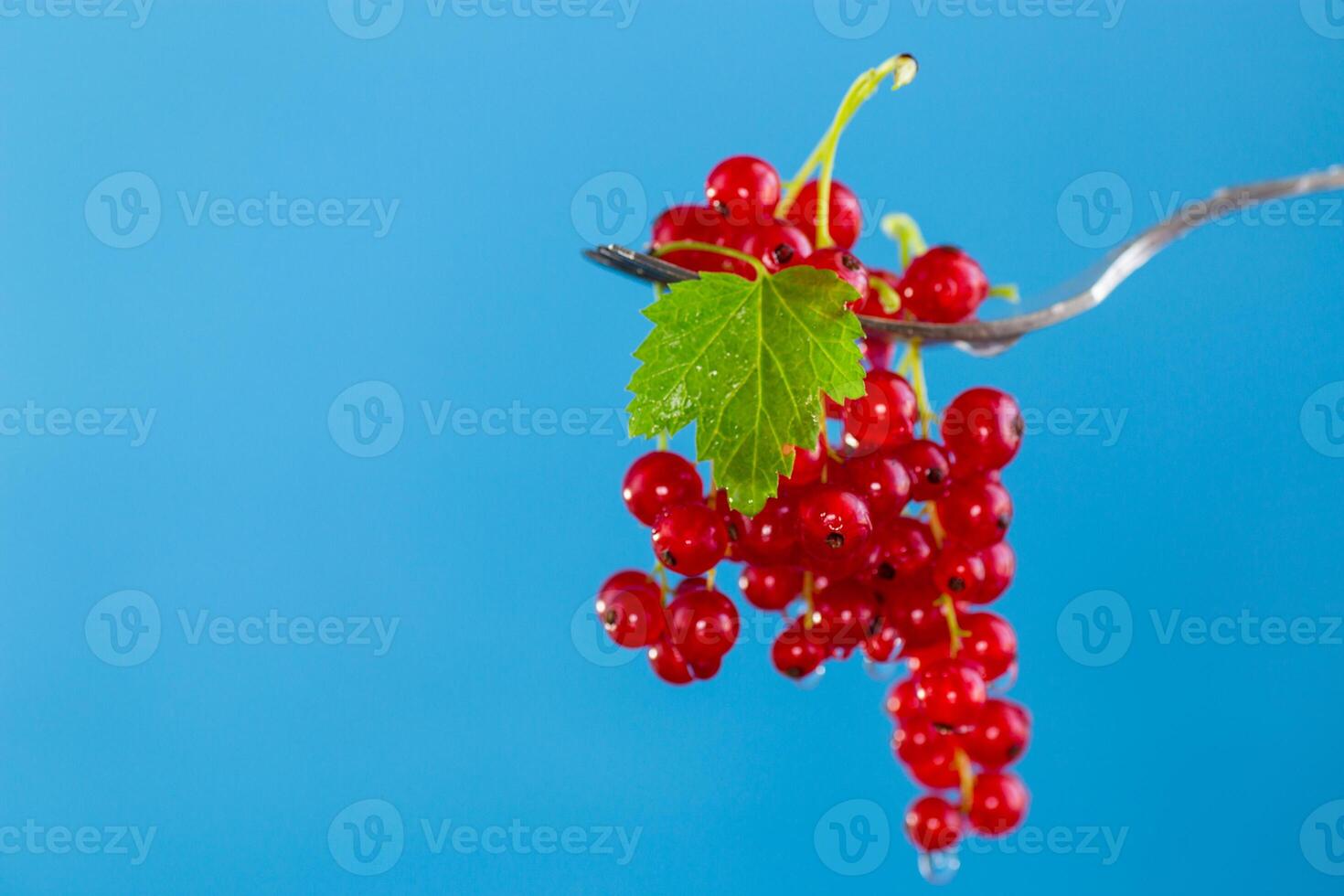twigs of ripe red currants, isolated on a black background photo