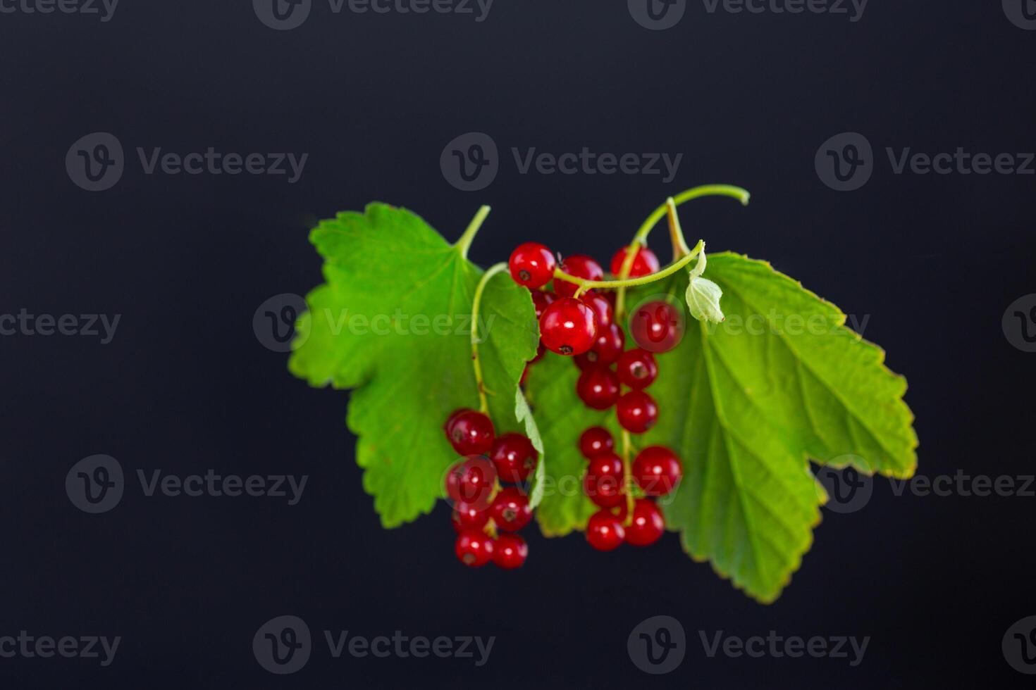 twigs of ripe red currants, isolated on a black background photo
